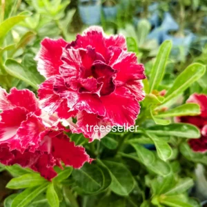 Exclusive Rosy Adenium - 53