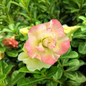 Exclusive Rosy Adenium - 54