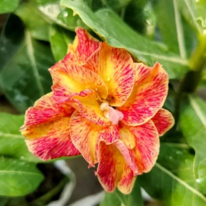Exclusive Rosy Adenium - 70