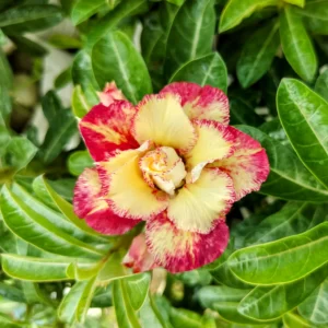 Exclusive Rosy Adenium - 55