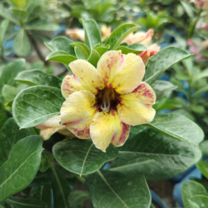 Exclusive Rosy Adenium - 80
