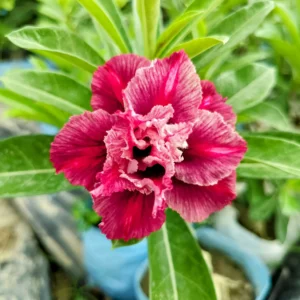 Exclusive Rosy Adenium - 56