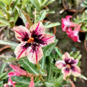 Exclusive Rosy Adenium - 71