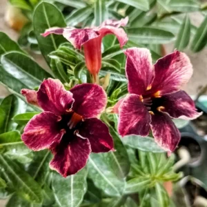 Exclusive Rosy Adenium - 72