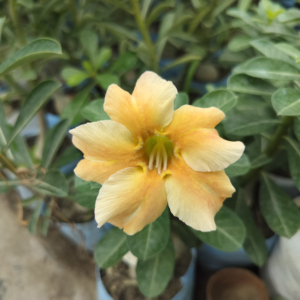 Exclusive Rosy Adenium - 79