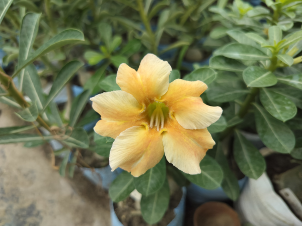 Exclusive Rosy Adenium - 79