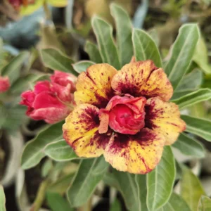 Exclusive Rosy Adenium - 39