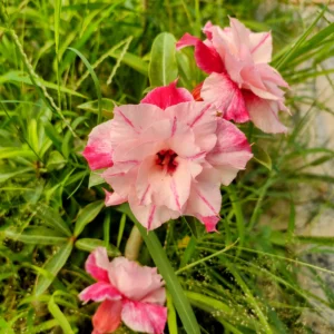 Exclusive Rosy Adenium - 59
