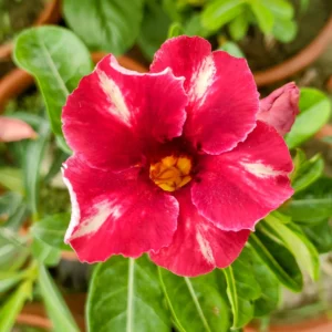 Exclusive Rosy Adenium - 62