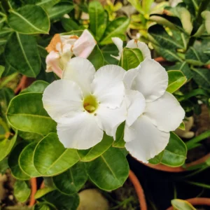 Exclusive Rosy Adenium - 35
