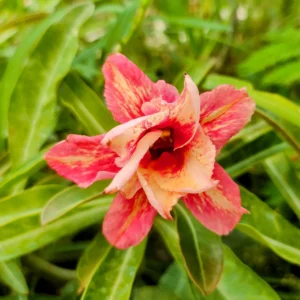 Exclusive Rosy Adenium - 63