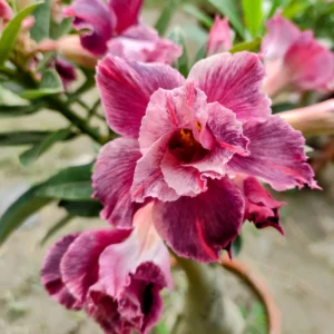 Exclusive Rosy Adenium - 40