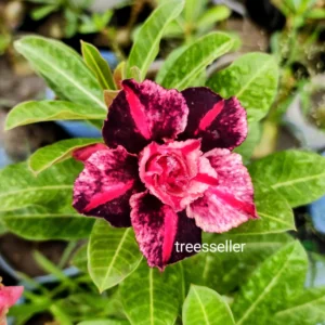Exclusive Rosy Adenium - 41