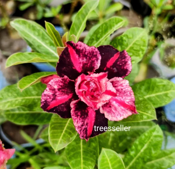 Exclusive Rosy Adenium - 41