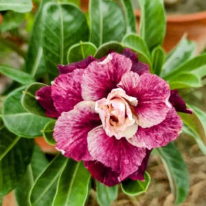Exclusive Rosy Adenium - 42
