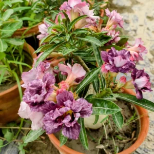 Exclusive Rosy Adenium - 43