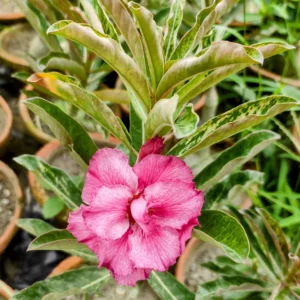 Exclusive Rosy Adenium - 36