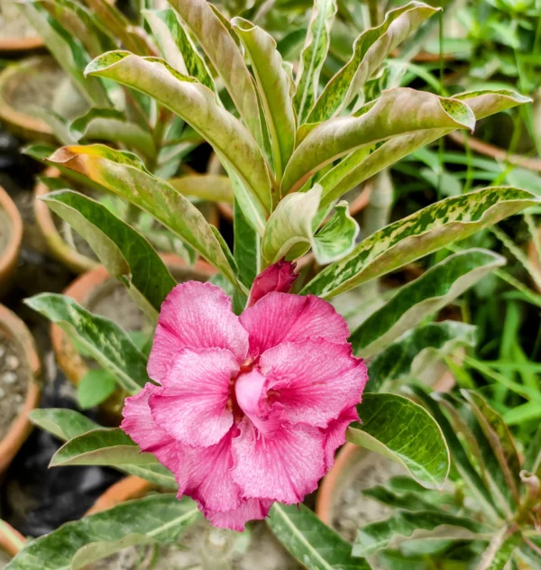 Exclusive Rosy Adenium - 36