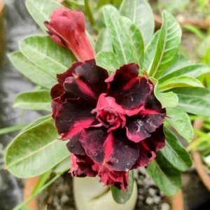 Exclusive Rosy Adenium - 64