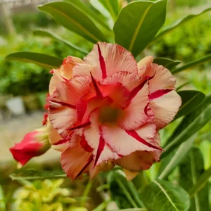 Exclusive Rosy Adenium - 43