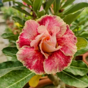 Exclusive Rosy Adenium - 44