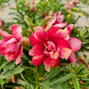 Exclusive Rosy Adenium - 46