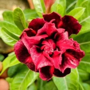 Exclusive Rosy Adenium - 47