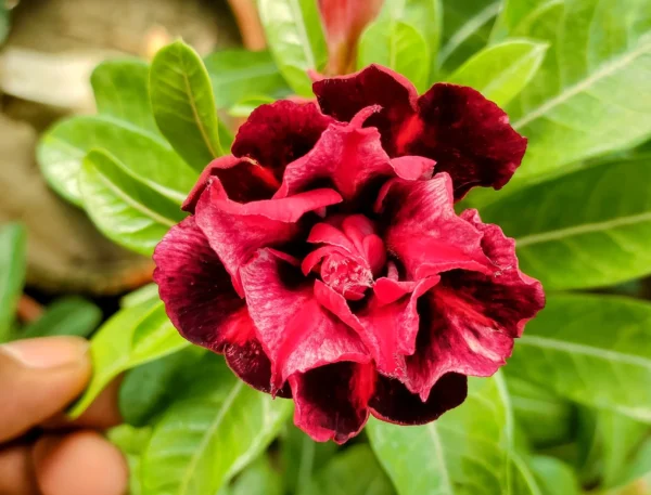 Exclusive Rosy Adenium - 47