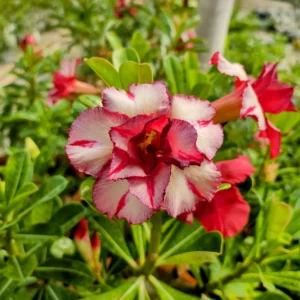 Exclusive Rosy Adenium - 37
