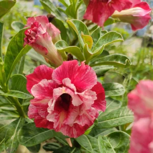 Exclusive Rosy Adenium - 65