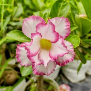 Exclusive Rosy Adenium - 48