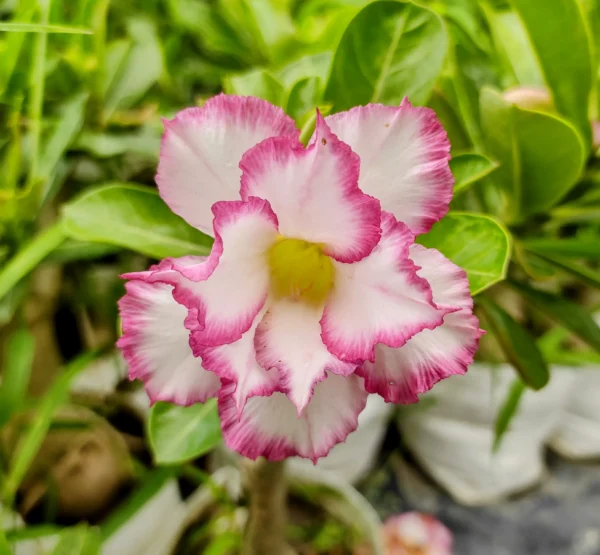 Exclusive Rosy Adenium - 48