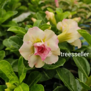 Exclusive Rosy Adenium - 38