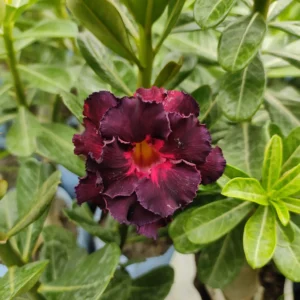 Exclusive Rosy Adenium - 66
