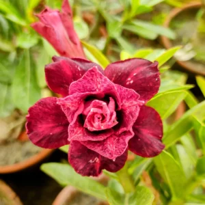 Exclusive Rosy Adenium - 47