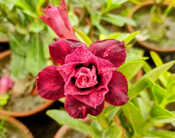 Exclusive Rosy Adenium - 47