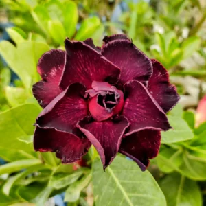 Exclusive Rosy Adenium - 67