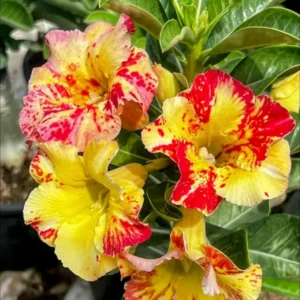 Exclusive Rosy Adenium - 73
