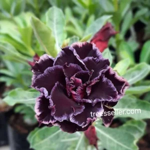 Exclusive Rosy Adenium - 57