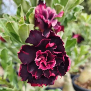 Exclusive Rosy Adenium - 75
