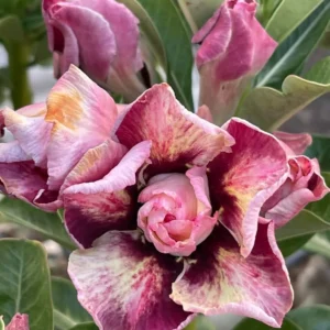 Exclusive Rosy Adenium - 60