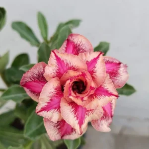 Exclusive Rosy Adenium - 74
