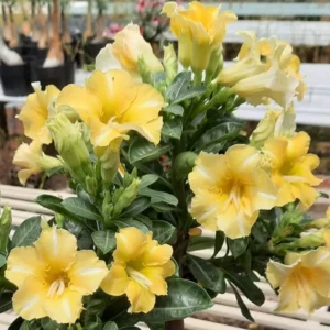 Exclusive Rosy Adenium - 58