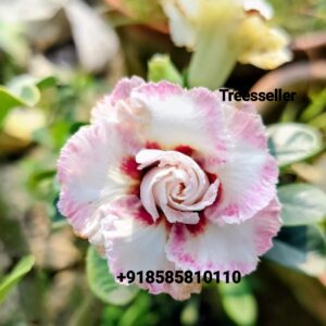 Exclusive Rossy Adenium- 85